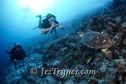 Divers photo a very relaxed Hawksbill turtle  (Eretmochelys imbricata) as it swims slowly down the wall, Gengahi beru faru, North Ari Atoll, Maldives, Indian ocean, Asia