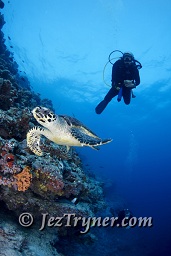 A diver with a very relaxed Hawksbill turtle  (Eretmochelys imbricata) as it swims slowly down the wall, Gengahi beru faru, North Ari Atoll, Maldives, Indian ocean, Asia