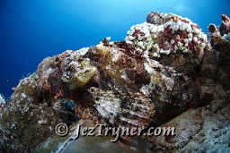 A Bearded scorpionfish (Scorpaenopsis barbata) sits on top of the thila patiently waiting for it's next meal, Gengahi beru faru, North Ari Atoll, Maldives, Indian ocean, Asia