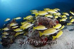 Schooling Blue-lined / 5 lined snapper (Lutjanus kasmira), Gengahi beru faru, North Ari Atoll, Maldives, Indian ocean, Asia