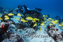 a photographer behind the schooling Blue-lined / 5 lined snapper (Lutjanus kasmira), Gengahi beru faru, North Ari Atoll, Maldives, Indian ocean, Asia