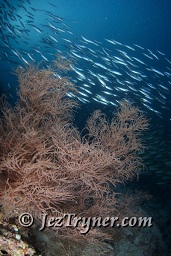 Yellow back fusiliers (Caesio xanthonota) swim past one of the huge black corals bushes at Maaya thila, North Ari atoll, Maldives, Indian ocean, Asia