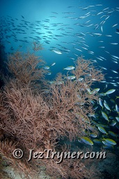 Yellow back fusiliers (Caesio xanthonota) swim past one of the huge black corals bushes at Maaya thila, North Ari atoll, Maldives, Indian ocean, Asia