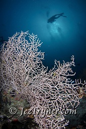 All manner of sea fans cover the walls at Maaya thila, North Ari atoll, Maldives, Indian ocean, Asia