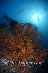 A diver swims over one of the huge bushy black corals at Maaya thila, North Ari atoll, Maldives, Indian ocean, Asia