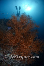 A diver swims over one of the huge bushy black corals at Maaya thila, North Ari atoll, Maldives, Indian ocean, Asia