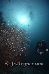 A photographer lines up his shot of the glassfish sheltering in a black coral, Maaya thila, North Ari atoll, Maldives, Indian ocean, Asia
