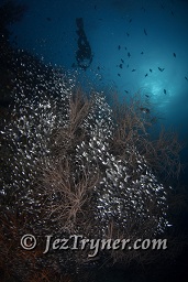 A diver swims over glassfish sheltering in a black coral, Maaya thila, North Ari atoll, Maldives, Indian ocean, Asia