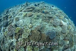 The top of Maaya thila, North Ari atoll, Maldives, Indian ocean, Asia