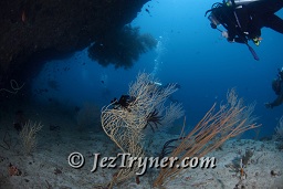 Divers explore under the overhangs at Fishhead, North Ari atoll, Maldives, Indian ocean, Asia