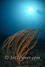 A whip coral in the current, Fishhead, North Ari atoll, Maldives, Indian ocean, Asia