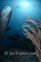 A Napolean / humphead / Maori wrasse (Cheilinus undulatus) gets up close and personal, Fishhead, North Ari atoll, Maldives, Indian ocean, Asia