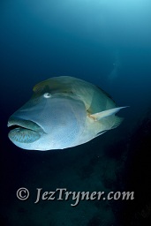 A Napolean / humphead / Maori wrasse (Cheilinus undulatus) gets up close and personal, Fishhead, North Ari atoll, Maldives, Indian ocean, Asia
