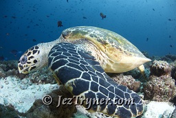 A Hawksbill turtle (Eretmochelys imbricata) feeding on the top of the thila, Fishhead, North Ari atoll, Maldives, Indian ocean, Asia