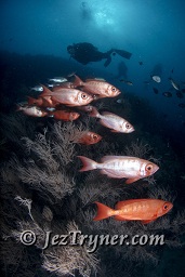 A diver explores the reef behind a school of Crescent tail bigeye (Priacanthus hamrur), Hafza thila, North Ari atoll, Maldives, Indian ocean, Asia