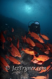 A diver explores the reef behind a school of Crescent tail bigeye (Priacanthus hamrur), Hafza thila, North Ari atoll, Maldives, Indian ocean, Asia
