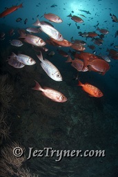 A  school of Crescent tail bigeye (Priacanthus hamrur) hangs above the reef, Hafza thila, North Ari atoll, Maldives, Indian ocean, Asia