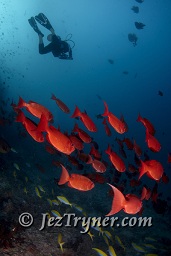 A diver explores the reef behind a school of Crescent tail bigeye (Priacanthus hamrur), Hafza thila, North Ari atoll, Maldives, Indian ocean, Asia