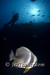 A diver hovers in the shallows behind a Tall-fin batfish (Platax teira) in the blue, Hafza thila, North Ari atoll, Maldives, Indian ocean, Asia