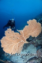 , Thila, Hanifaru, Baa atoll, Maldives, Indian ocean, Asia