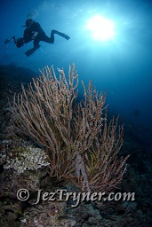 , Thila, Hanifaru, Baa atoll, Maldives, Indian ocean, Asia