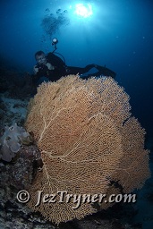 , Thila, Hanifaru, Baa atoll, Maldives, Indian ocean, Asia