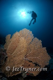 A diver swims along the reef wall, Thila, Hanifaru, Baa atoll, Maldives, Indian ocean, Asia