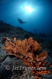 A diver swims along the reef wall, Thila, Hanifaru, Baa atoll, Maldives, Indian ocean, Asia