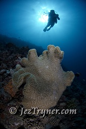 A diver swims along the reef wall, Thila, Hanifaru, Baa atoll, Maldives, Indian ocean, Asia