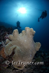 A diver swims along the reef wall, Thila, Hanifaru, Baa atoll, Maldives, Indian ocean, Asia