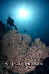 A diver swims along the reef wall, Thila, Hanifaru, Baa atoll, Maldives, Indian ocean, Asia