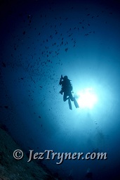 A diver swims along the reef wall, Thila, Hanifaru, Baa atoll, Maldives, Indian ocean, Asia
