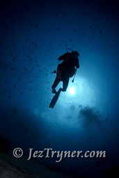 A diver swims along the reef wall, Thila, Hanifaru, Baa atoll, Maldives, Indian ocean, Asia