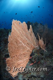 A large sea fan growing on the wall, Thila, Hanifaru, Baa atoll, Maldives, Indian ocean, Asia