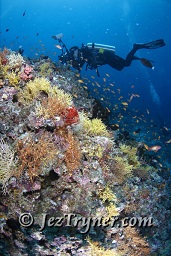 A photographer photoing the anthias on the Thila, Hanifaru, Baa atoll, Maldives, Indian ocean, Asia