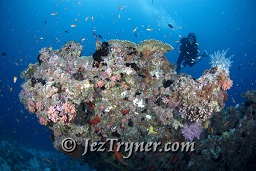 A photographer on the Thila, Hanifaru, Baa atoll, Maldives, Indian ocean, Asia