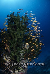 An Anthias surrounded tubastrea sp. hard coral makes for a great home for these nervous little fish, Hanifaru Thila, Maldives, Indian ocean, Asia