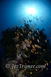 An Anthias surrounded tubastrea sp. hard coral make for a great home for these nervous little fish, Thila, Hanifaru, Baa atoll, Maldives, Indian ocean, Asia