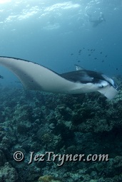 Snorkellers with a Manta ray (Manta birostris), Hanifaru bay, Maldives, Indian ocean, Asian