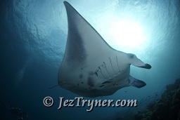 A photographer shoots a Manta ray (Manta birostris), Maldives, Indian ocean, Asia