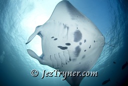 Manta ray (Manta birostris), Hanifaru bay, Maldives, Indian ocean, Asia