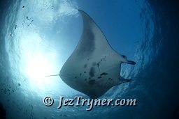 Manta ray (Manta birostris), Hanifaru bay, Maldives, Indian ocean, Asia