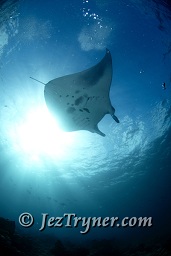 Manta ray (Manta birostris), Hanifaru bay, Maldives, Indian ocean, Asia