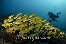 Schooling Blue-lined / 5 lined snapper (Lutjanus kasmira) hang above the reef as a diver swims past, Lankan Faru, North Male atoll, Maldives, Indian ocean, Asia