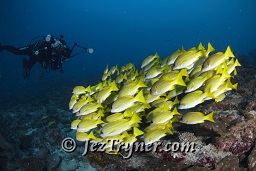 Schooling Blue-lined / 5 lined snapper (Lutjanus kasmira) hang above the reef as a diver swims past, Lankan Faru, North Male atoll, Maldives, Indian ocean, Asia