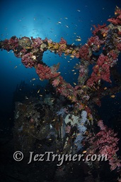 The stunning Kudu Giri wreck, Kudu giri, Maldives, Indian ocean, Asia