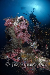The stunning Kudu Giri wreck, Kudu giri, Maldives, Indian ocean, Asia