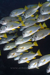 Schooling Spanish flag snapper (Lutjanus carponotatus) hanging in the current, Kavieng, Bismarck sea, Pacific ocean, Papua New Guinea,  Asia