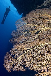 A diver behind a gorgonia sea fan under an overhang on the wall, Kavin 2, Kavieng, Bismarck sea, Pacific ocean, Papua New Guinea,  Asia