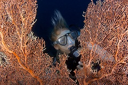 Diver studies the large gorgonia sea fan, Lemus island, Kavieng, Pacific ocean, Papua New Guinea,  Asia